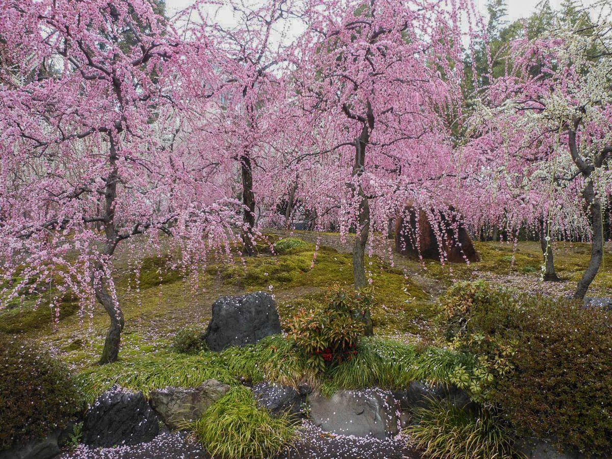 ⛩️ 겐다스가 신사(다케다스가 진자) 이미지 6